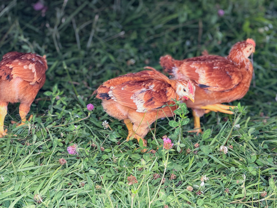 Animal Care & Responsible Farming