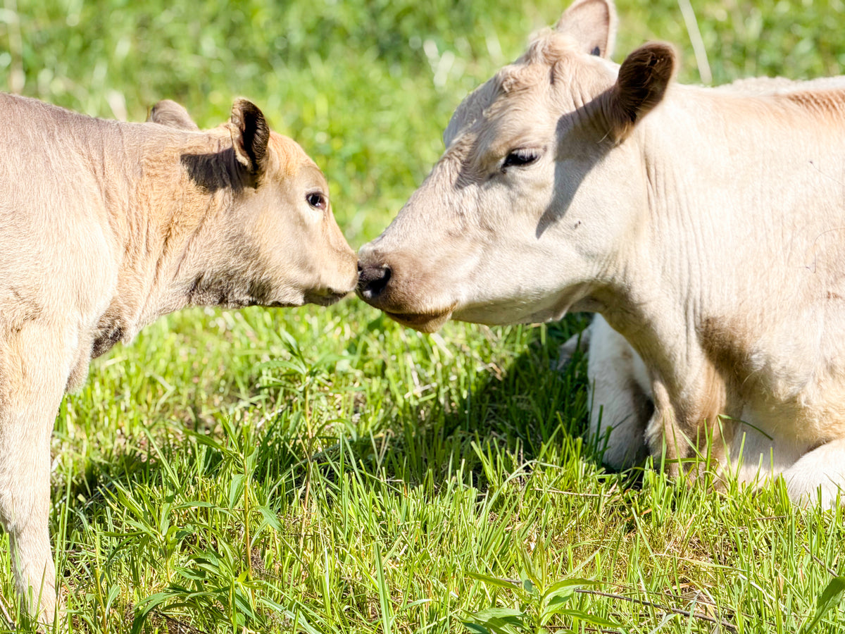 A tan cow and her young calf touching noses on natural pasture.