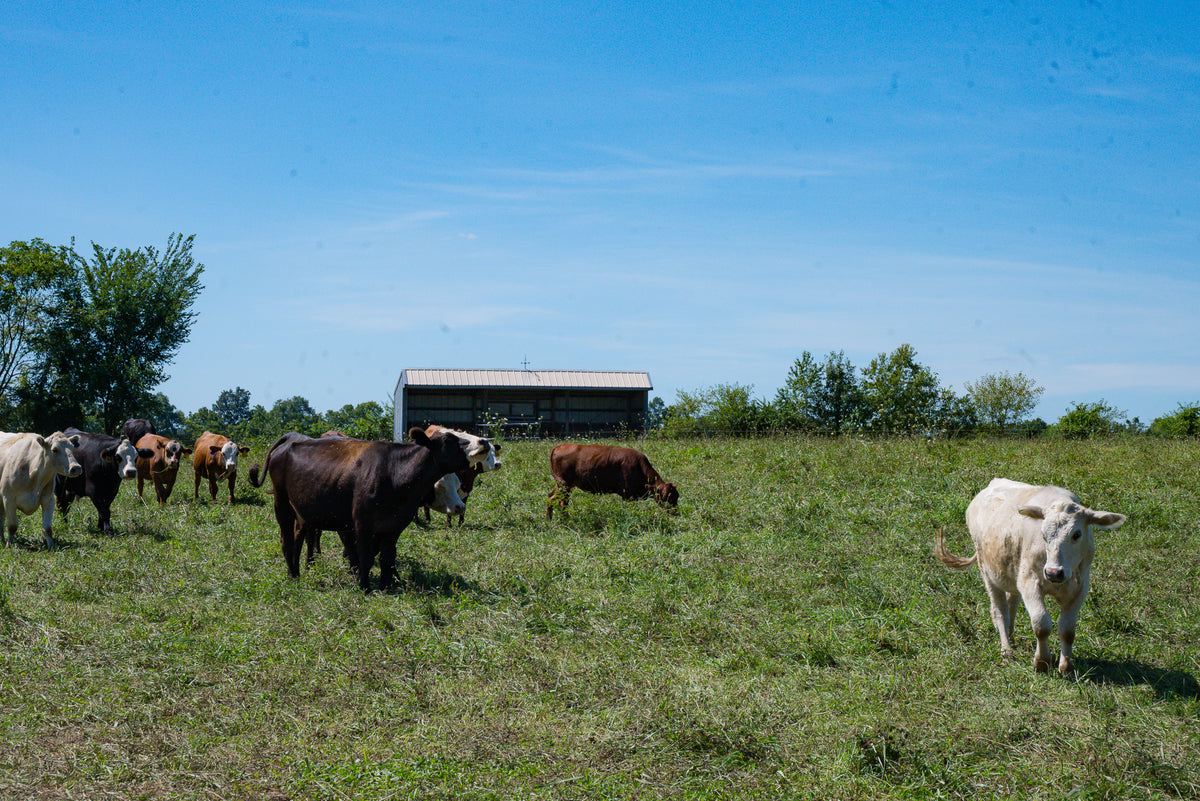 Cows grazing on pasture at a regenerative farm in Ohio.