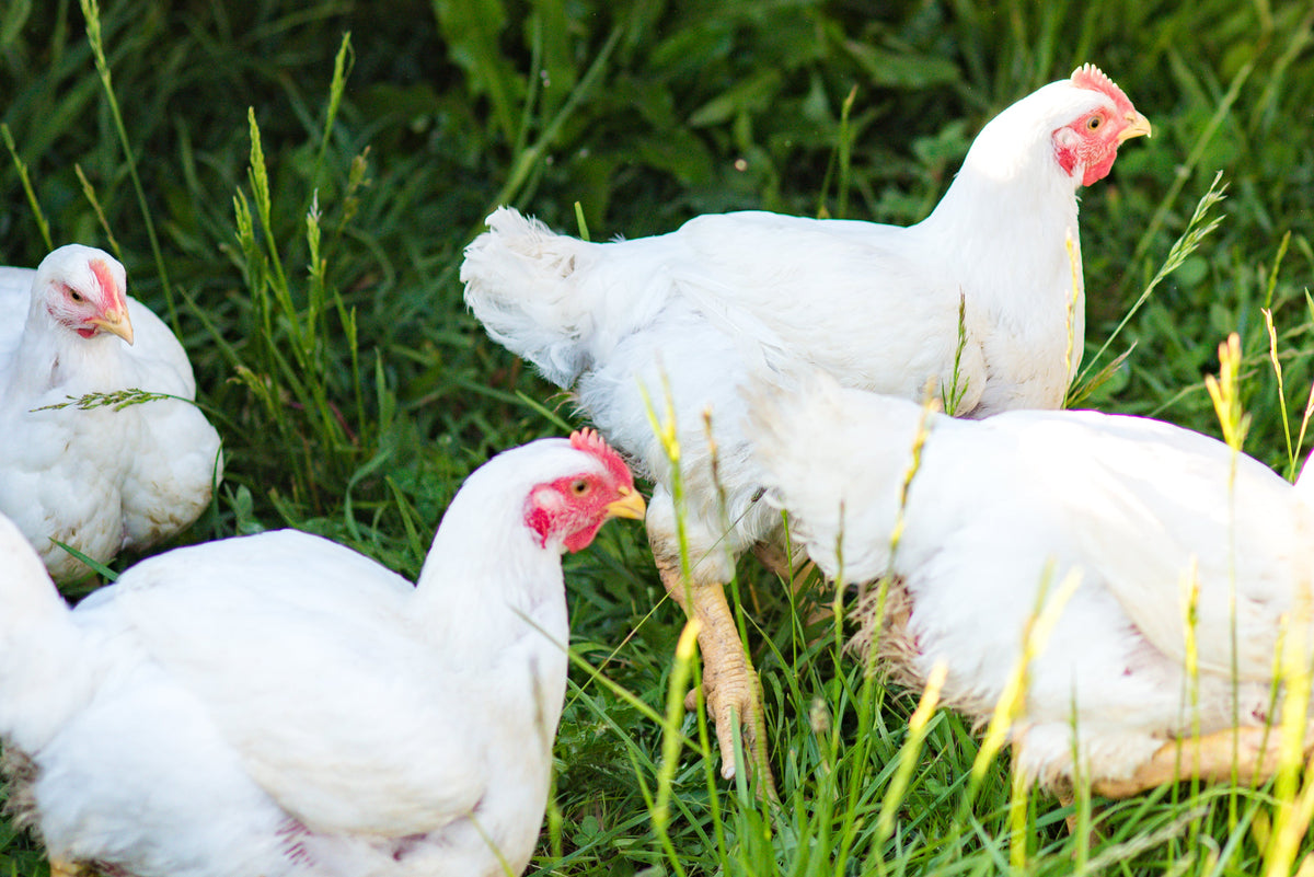 Several white chickens with red combs and wattles standing and resting in tall green grass outdoors.
