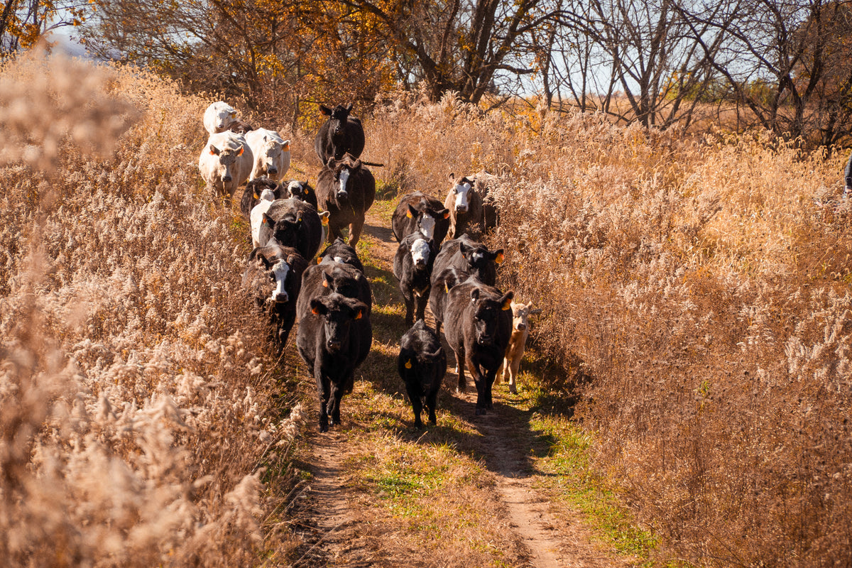 A herd of cows walking down a farm path, surrounded by fall foliage.