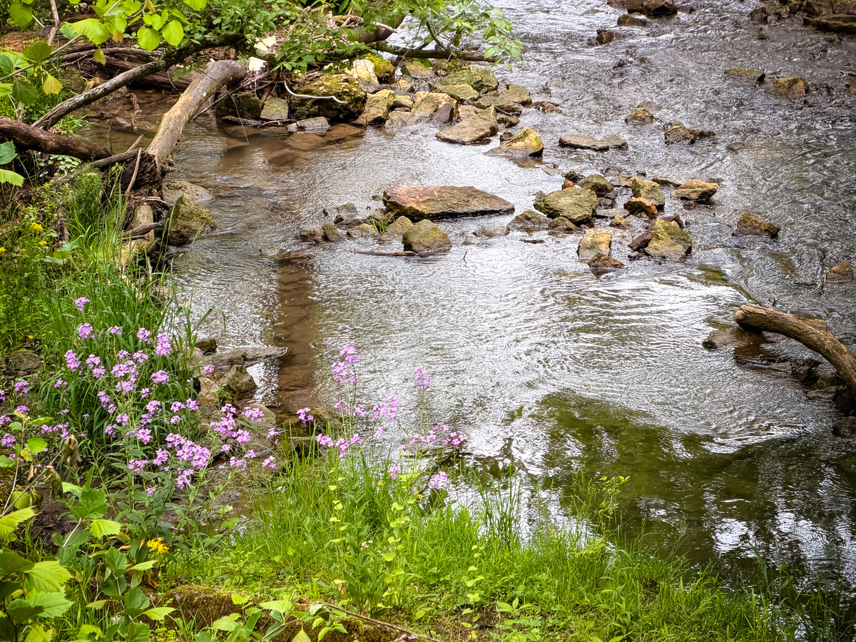 A running spring of fresh water surrounded by grass and flowers, in Glen Helen Nature Reserve in Yellow Springs, OH