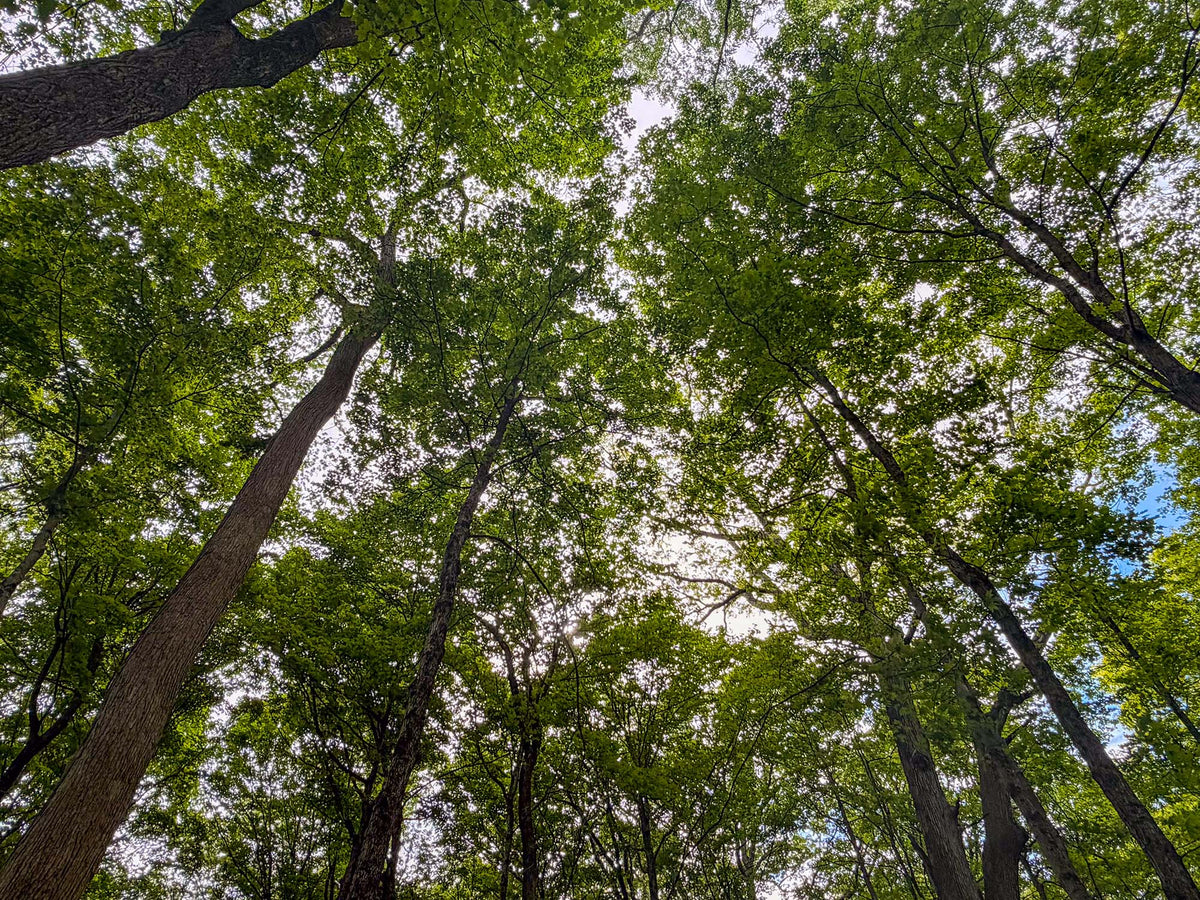 A tall forest of trees in Glen Helen Nature Reserve in Yellow Springs, OH