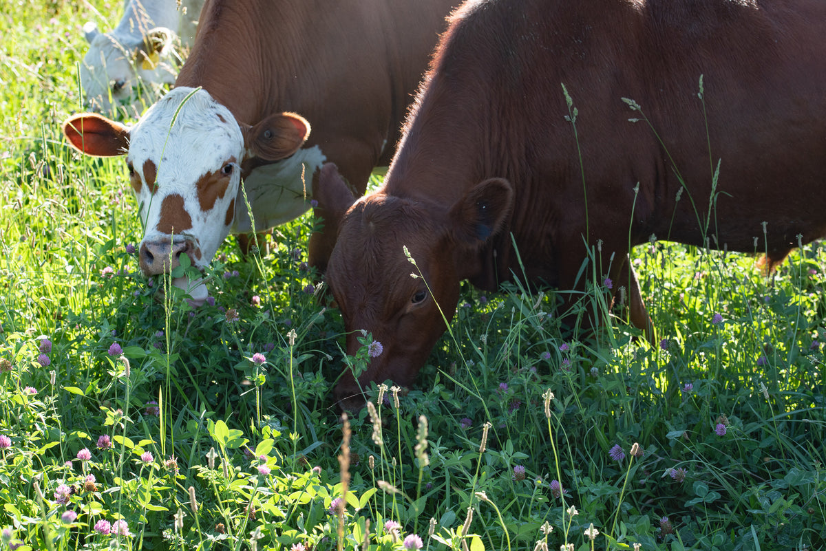 Three cows grazing on diverse pasture on a family farm in Ohio.