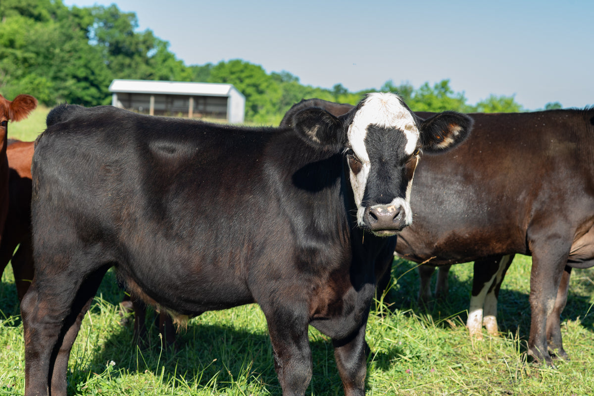 A black and white Holstein cow stands in a grassy field, with other cows and a small building visible in the background under a blue sky.