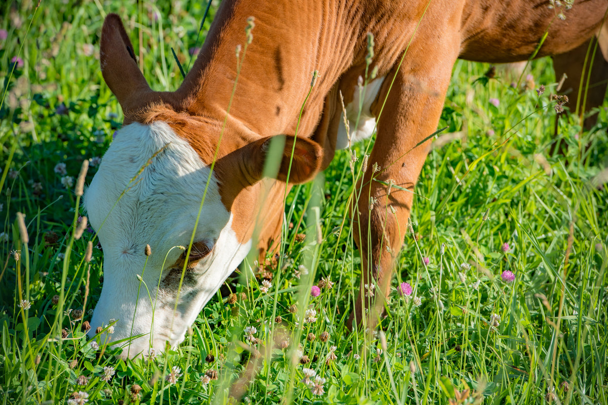 Close up of a brown and white cow grazing on tall grass and weeds on pasture.