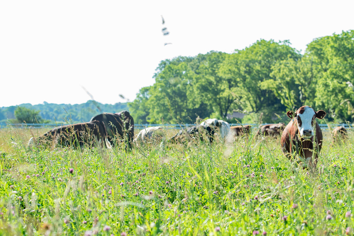 Cows grazing in tall grass in a field in Yellow Springs, OH.