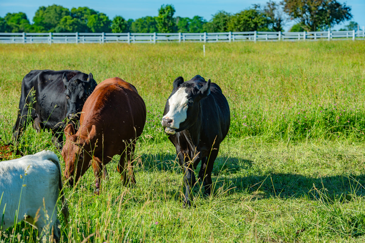 Cows grazing on a regenerative farm's pasture in Ohio.