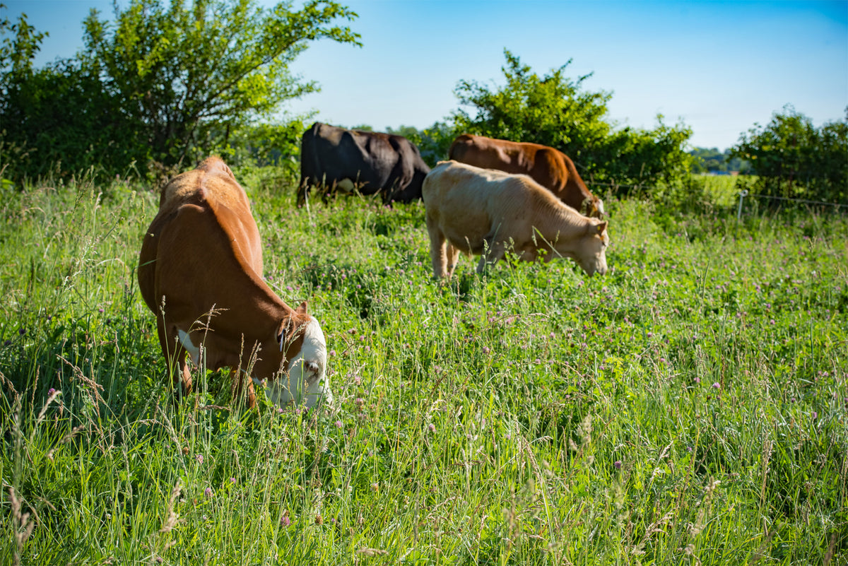 A group of grass-fed cattle grazing on alfalfa and mixed forage in an Ohio pasture.