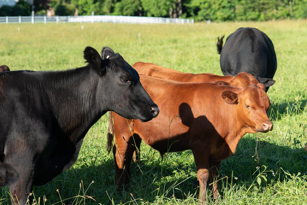 Three cows standing in a grassy field, including two reddish-brown cows in the foreground and one black cow behind them, with trees and a fence in the background.