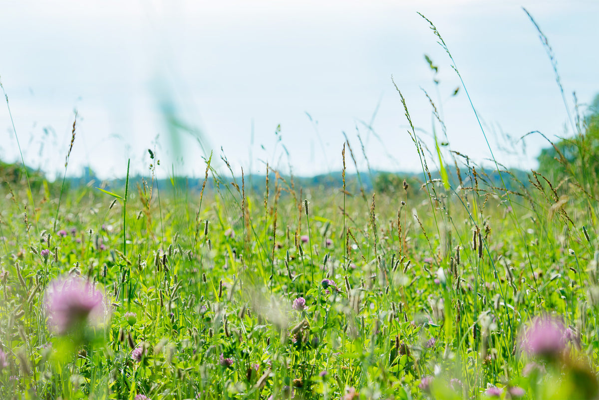 Alfalfa and other weeds across a pasture in Ohio.