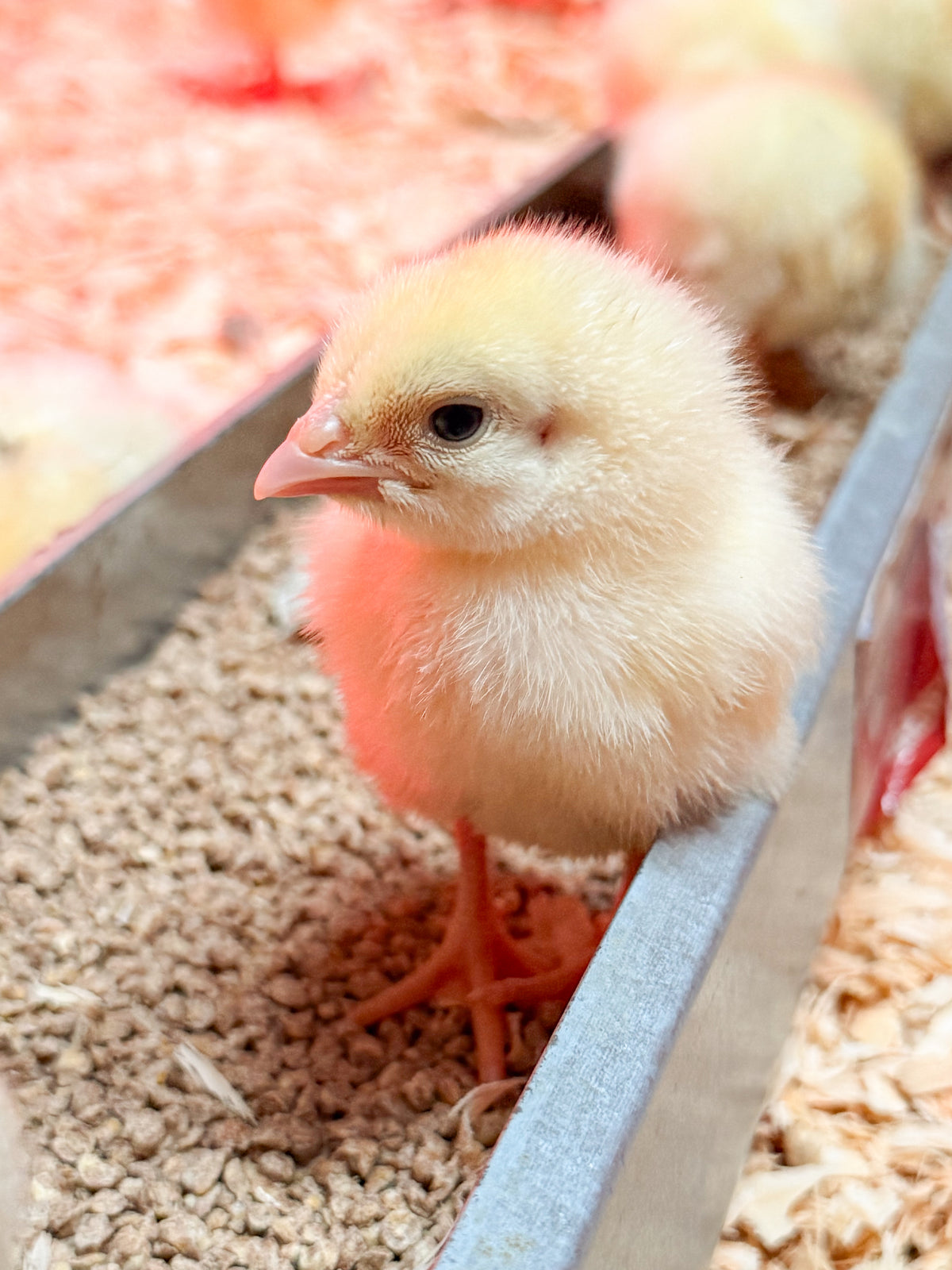 A Cornish chick, staying warm under warming lights alongside other chicks.