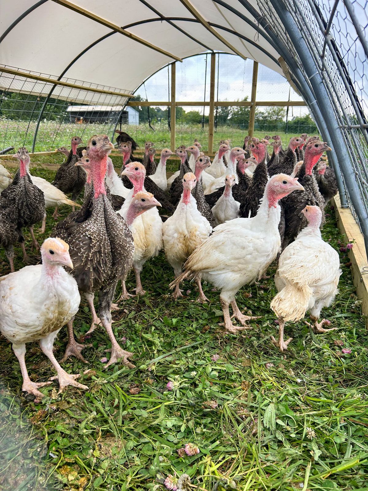 A flock of turkeys in a mobile hoophouse over pasture.