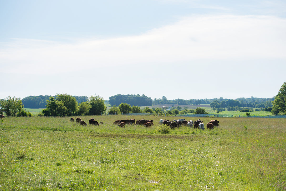 Cows grazing on pasture at a regenerative farm in Ohio.