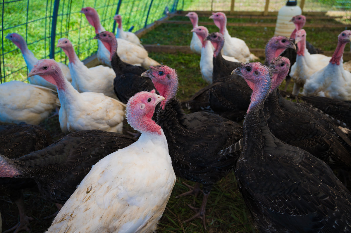 A flock of pastured turkeys in a mobile hoop house